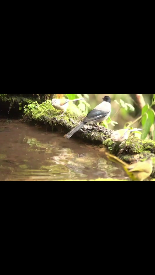 黑头奇鹛幼鸟几月份有 - 抖音