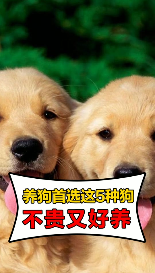 抖音养很多狗=抖音养狗人的个人介绍