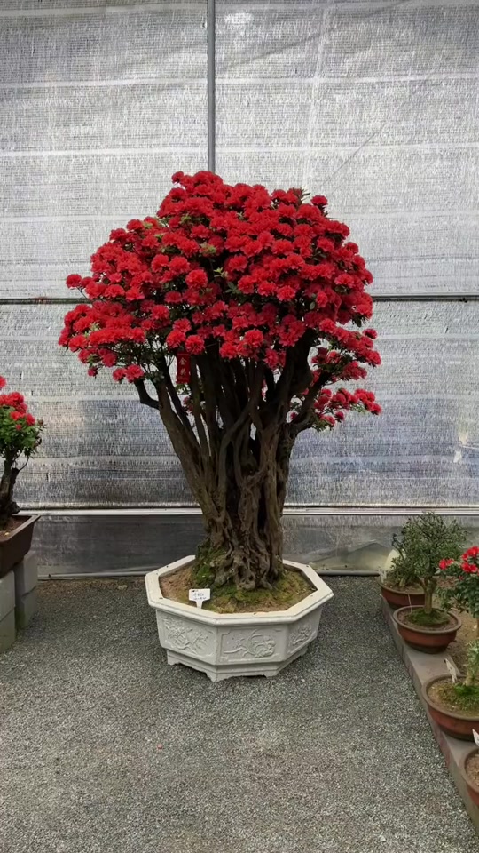 小荩花木场:#小荩花木场 #杜鹃花 #丹东红 来感受一下丹东红的美丽