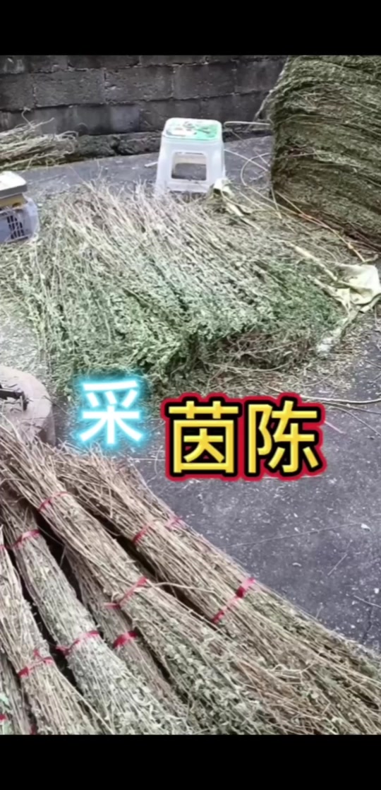 一千万97 #药用植物 #中草药 #三农 深山老林采挖白花茵陈#奇花异草