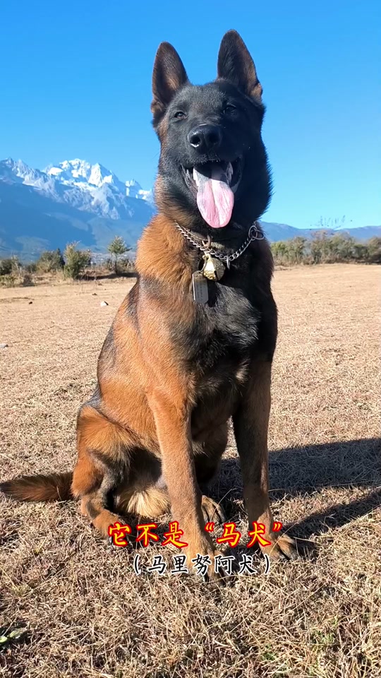 托尼马犬父亲是谁 - 抖音