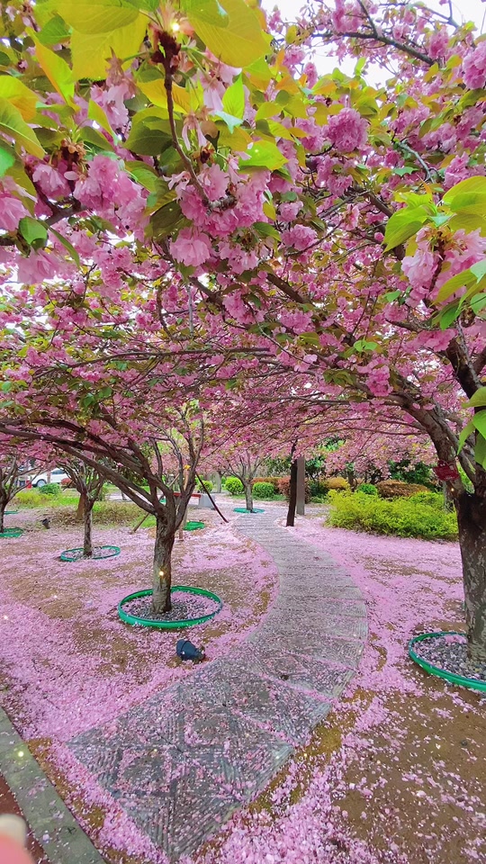鹤壁樱花节樱花大道有哪些小区 - 抖音