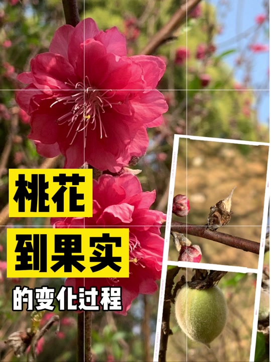 桃花开花到结果全过程 - 抖音