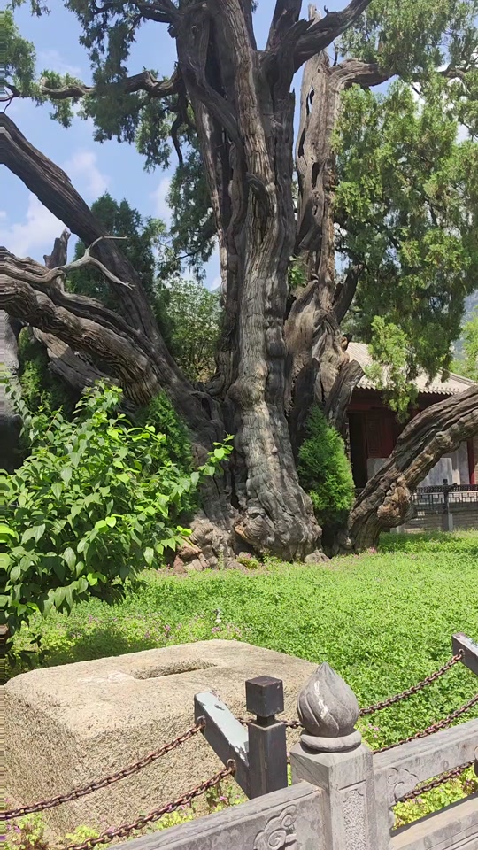 如 96:嵩阳书院里的将军柏,中国最古老的柏树,枝叶茂盛,郁郁葱葱