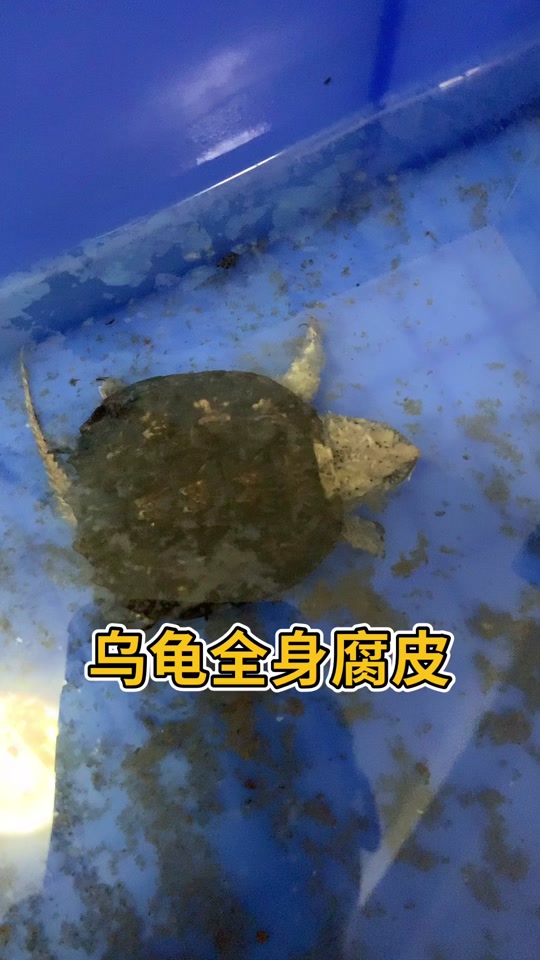 鳄龟腐皮什么样子 - 抖音