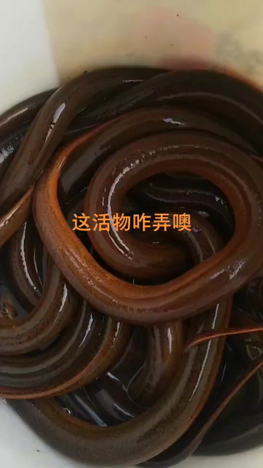 长鱼是黄鳝吗 - 抖音