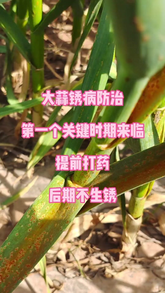 防大蒜锈病第二遍药在几月份打最好 - 抖音