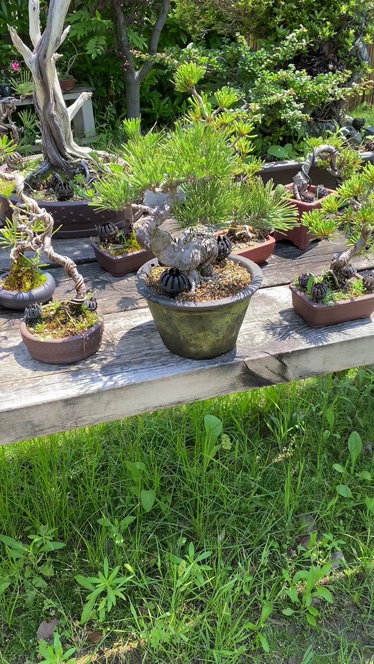 22元的黑松烟怎么看真假 - 抖音