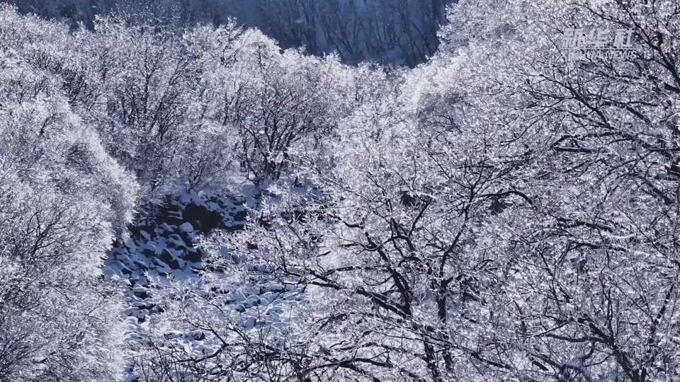 琼枝玉树像什么