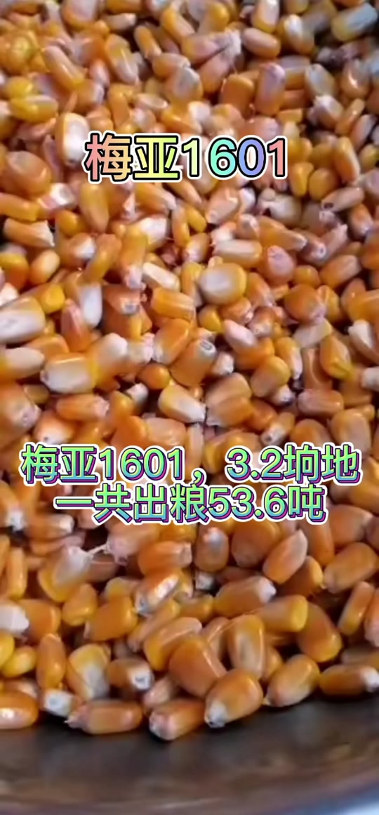 梅亚1601玉米种子好不好 - 抖音