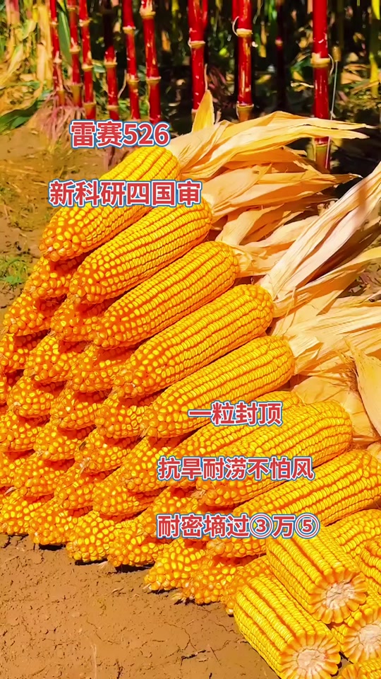 雷赛526玉米种子基地在哪 - 抖音