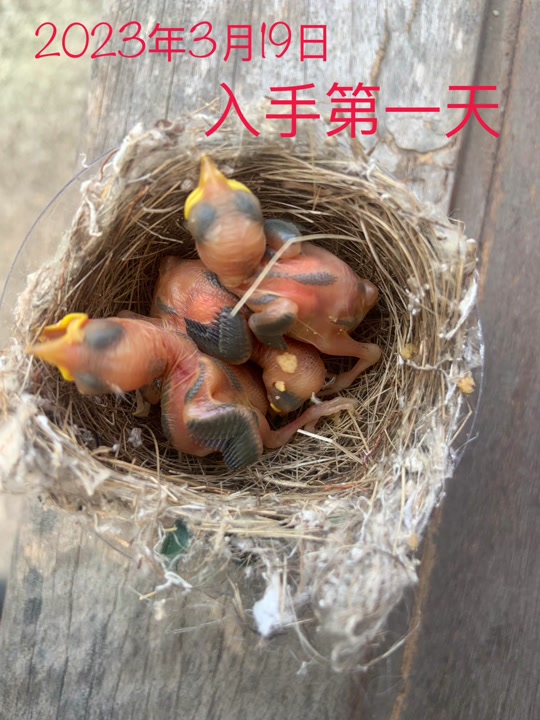 黑头奇鹛幼鸟几月份有 - 抖音