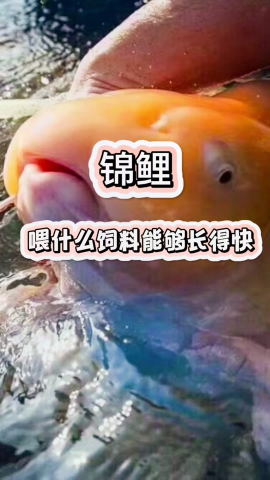 锦鲤生长速度_锦鲤生长速度1年多大_锦鲤生长速度对照表 - 抖音