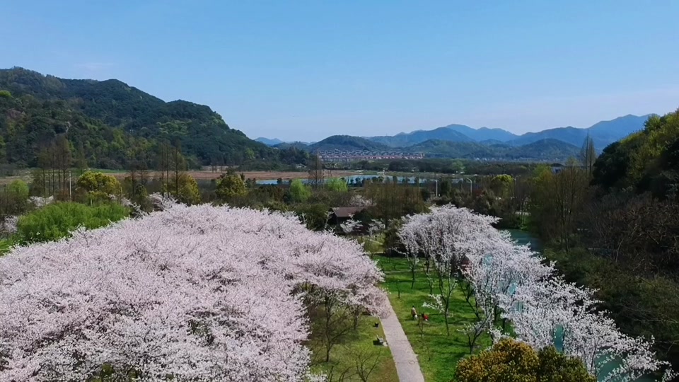 绍兴宛委山樱花什么时候开 - 抖音