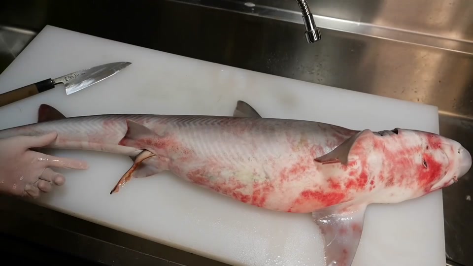鲨鱼鞭刺身是什么意思_鲨鱼鞭是什么