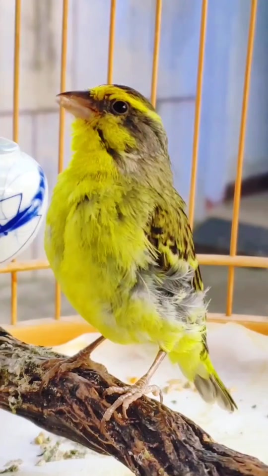 大金黄鸟叫声_大金黄鸟叫声好还是金青鸟叫声好听的_大金黄鸟鸣叫