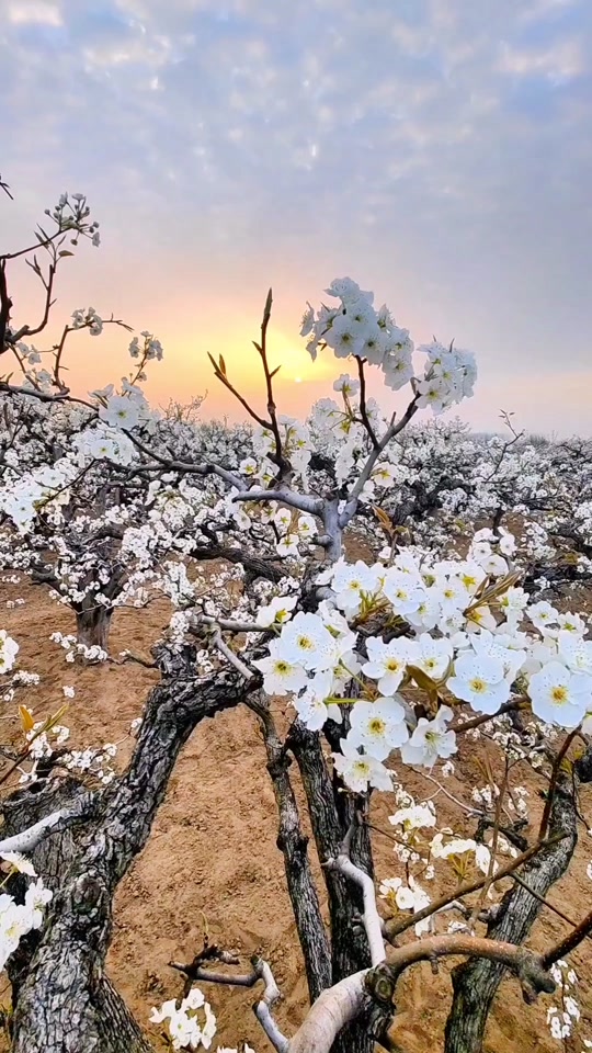 砀山梨花开了吗3月26号 - 抖音