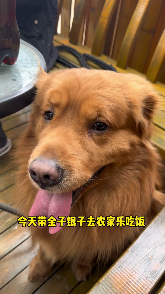 银子和王子是什么品种的狗 - 抖音