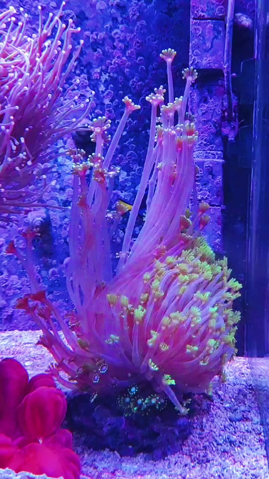 茉莉珊瑚生存环境
