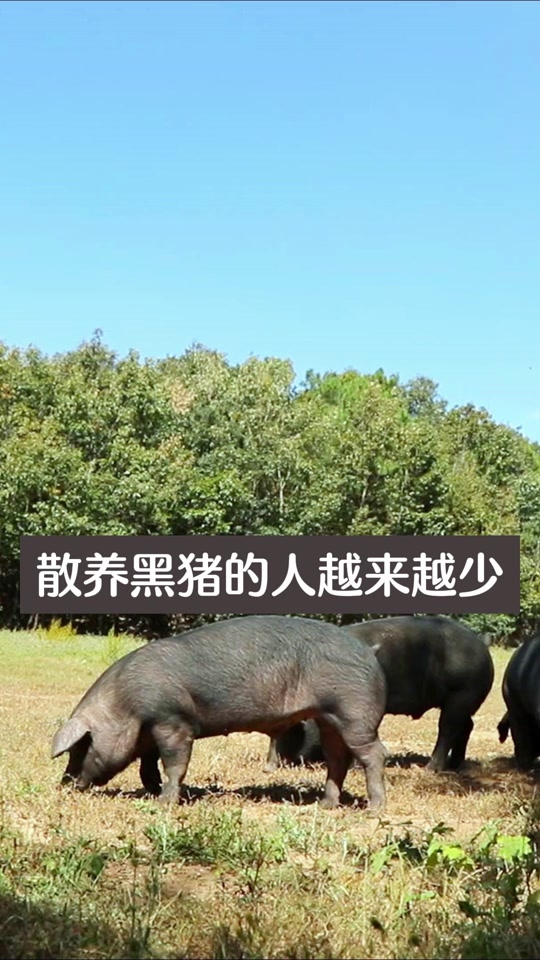 臻土彝家黑猪