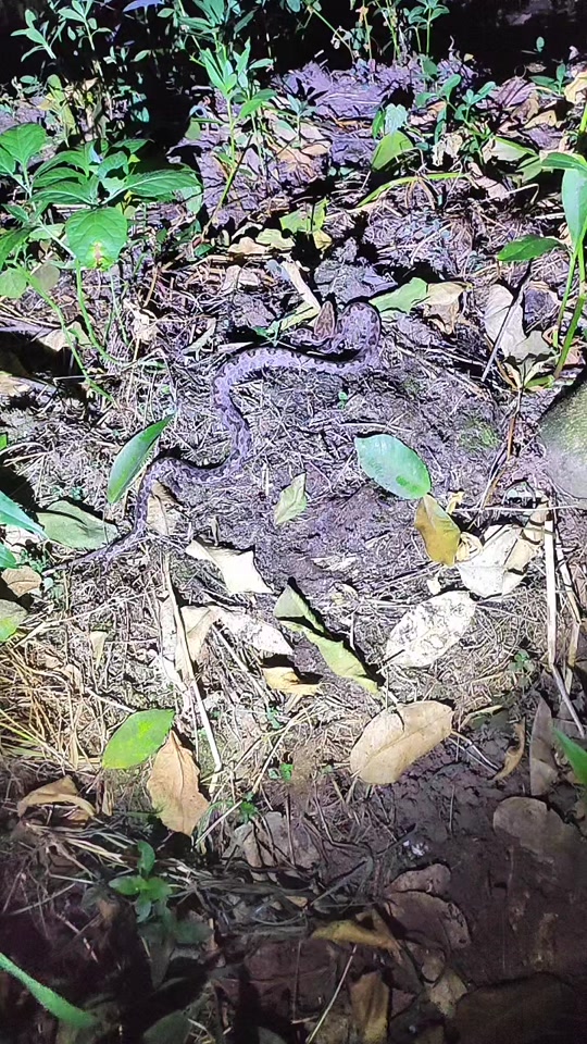 四川一带的烂草蛇学名叫什么