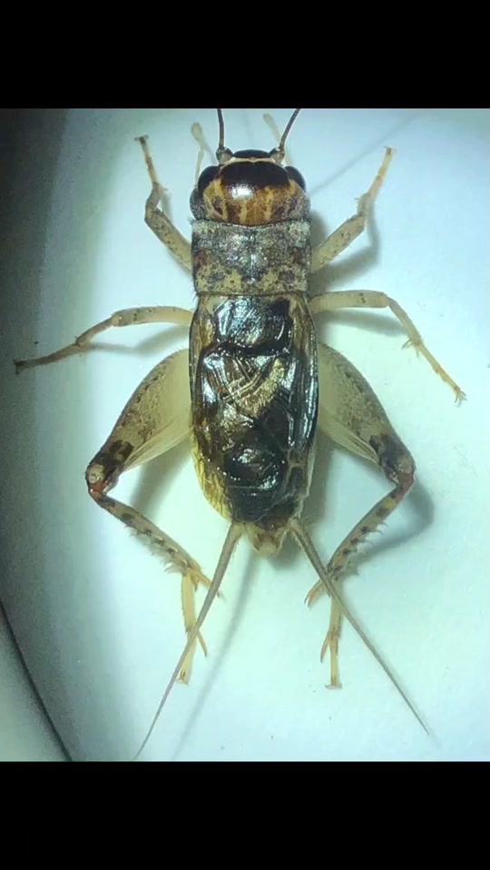 king丶7315:(黄披)红牙黄#蟋蟀 #斗蛐蛐 #鸣虫文化 #你能叫出它的