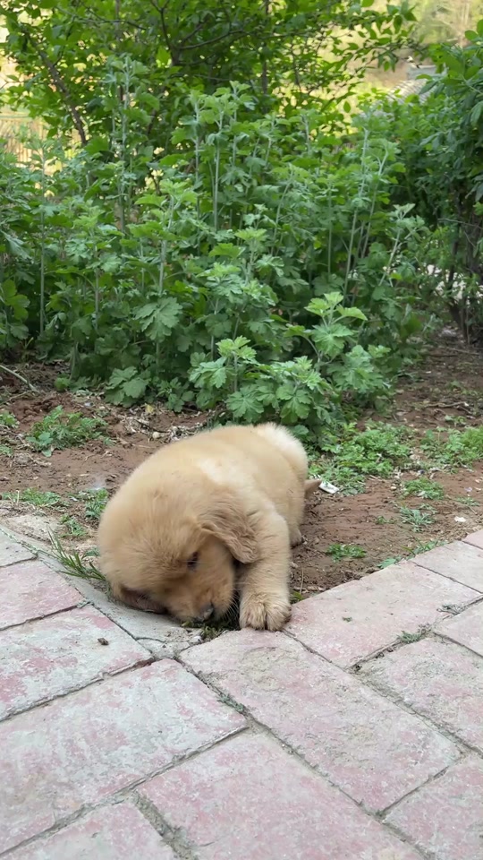 银子和王子是什么品种的狗 - 抖音