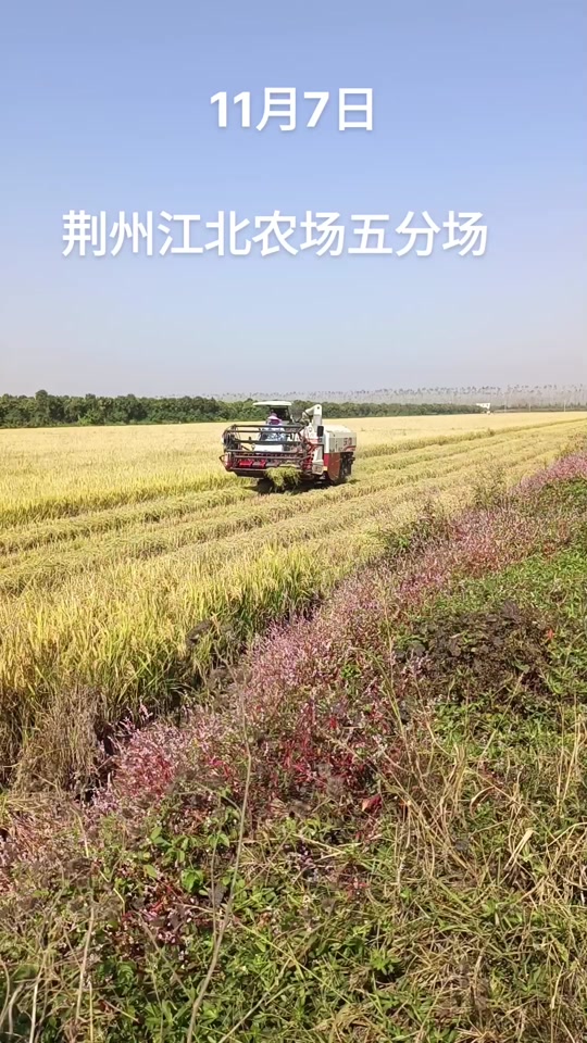 荆州江北农场2008年监狱书记是谁 - 抖音