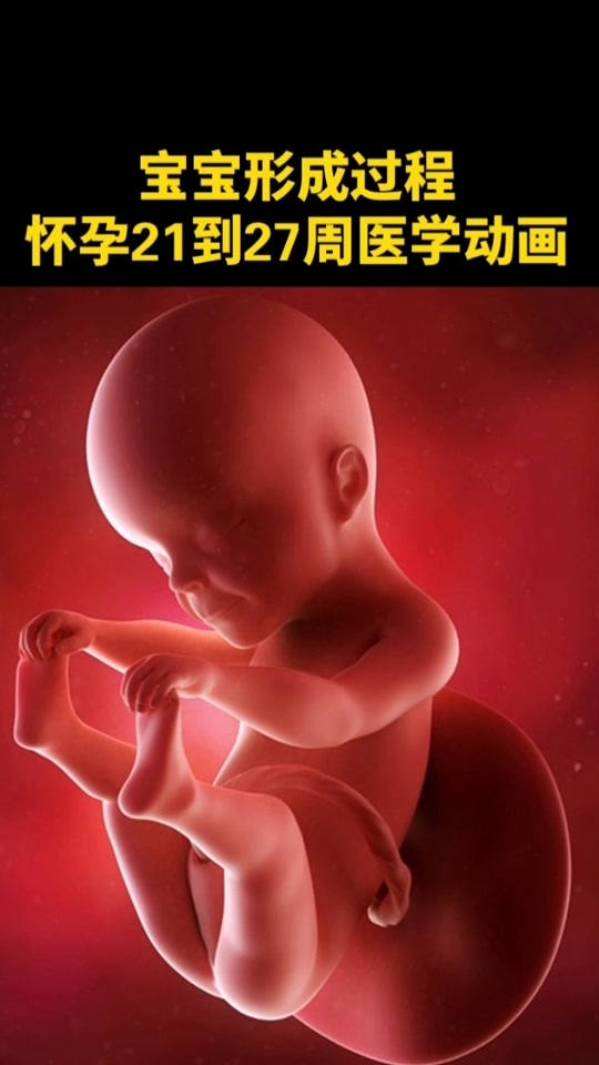 27周胎儿镜下的宝宝