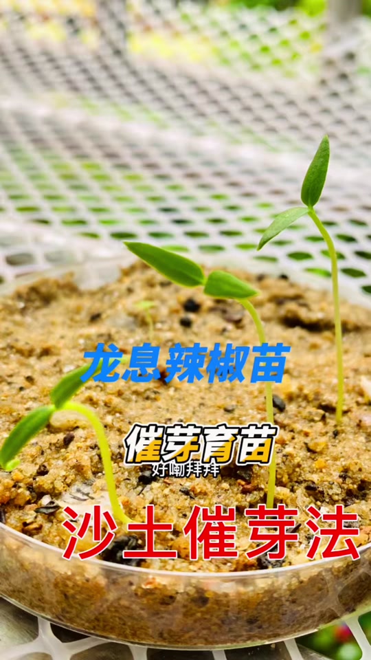 魔兽世界龙息辣椒的使用方法 - 抖音