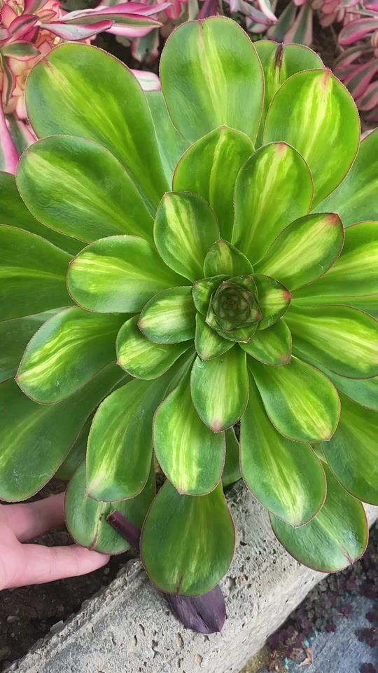 香妃法师状态图_艳姿法师状态图_多肉香妃老桩状态图 - 抖音