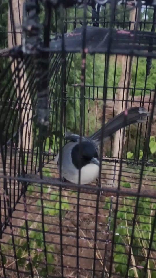 黑头奇鹛幼鸟几月份有 - 抖音