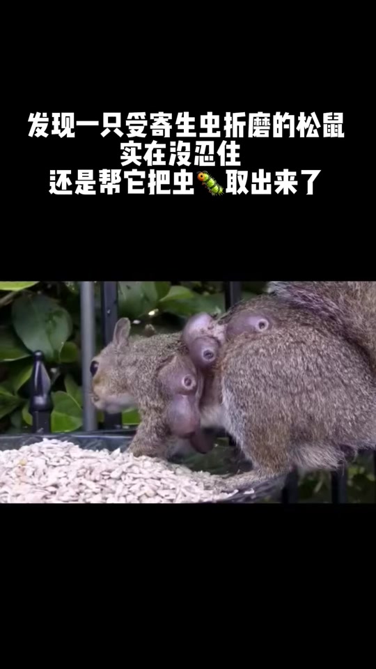 去掉松鼠身上的寄生虫_去掉松鼠身上的寄生虫用什么药_松鼠身上寄生虫