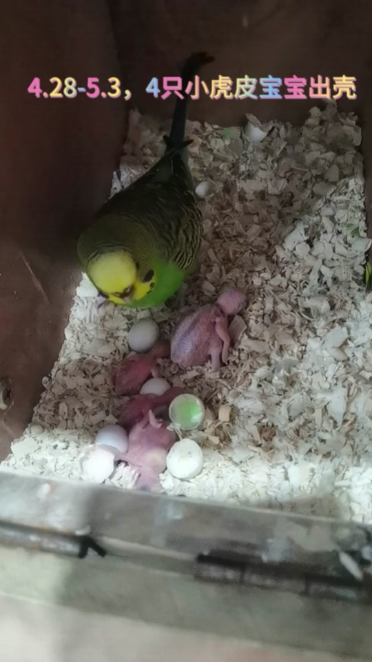 黑头奇鹛幼鸟几月份有 - 抖音