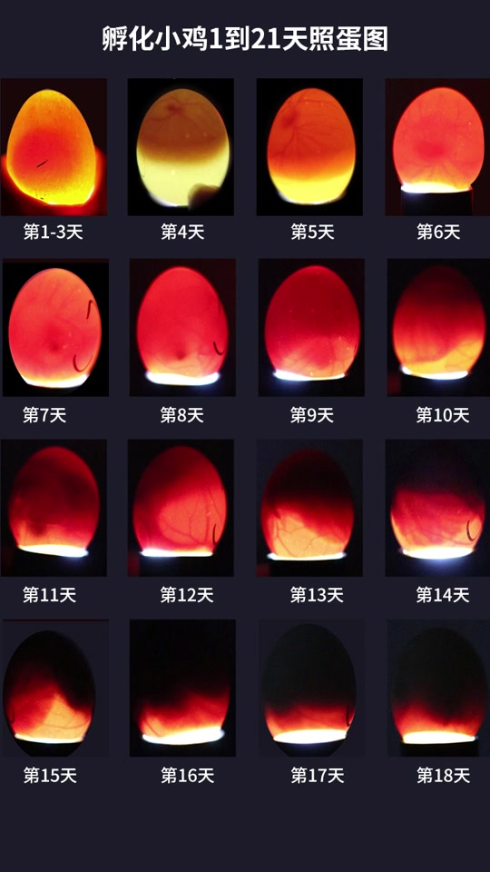 鸽子蛋孵化1到21天照蛋图_孵鸽蛋1至21天照蛋真实图_鸽子孵化两天照蛋