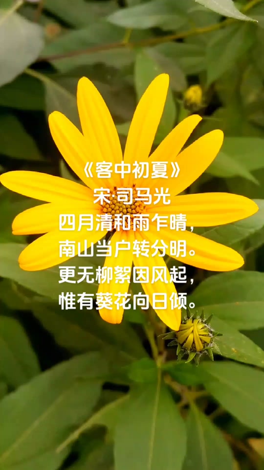 客中初夏简单古诗配画