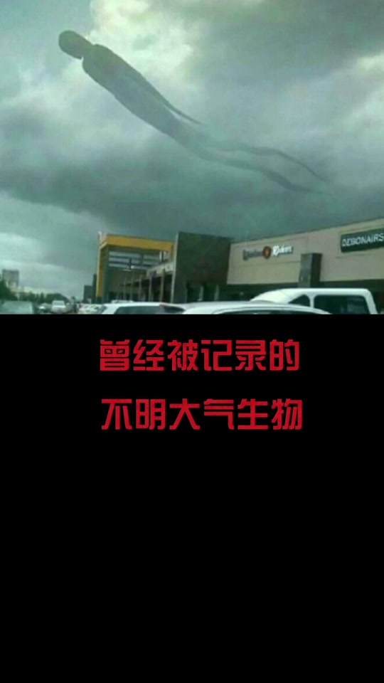 大气生物摩根巨龙图