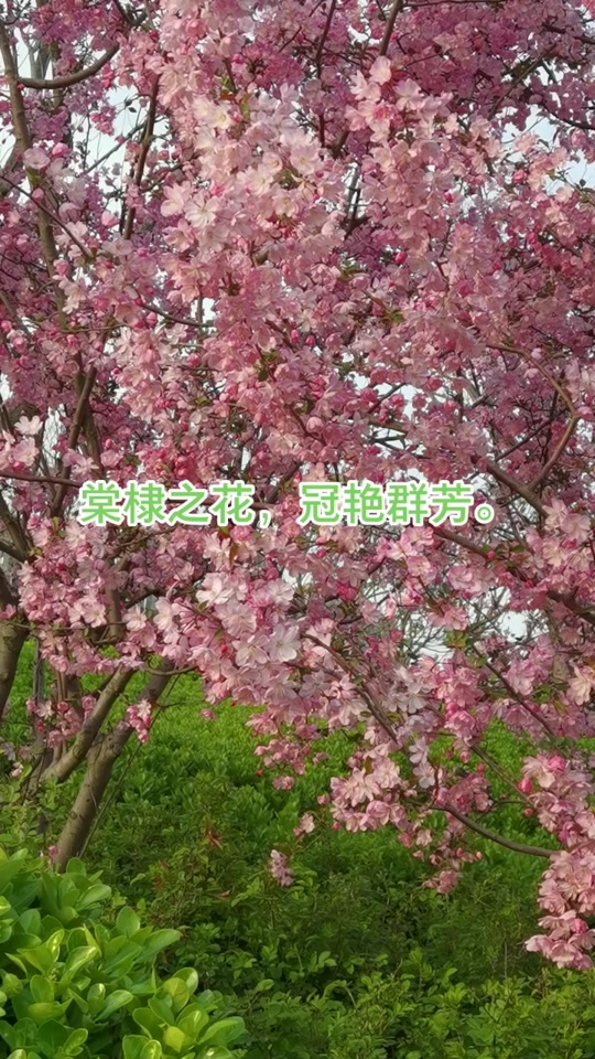 棠棣之花怎么读拼音 - 抖音