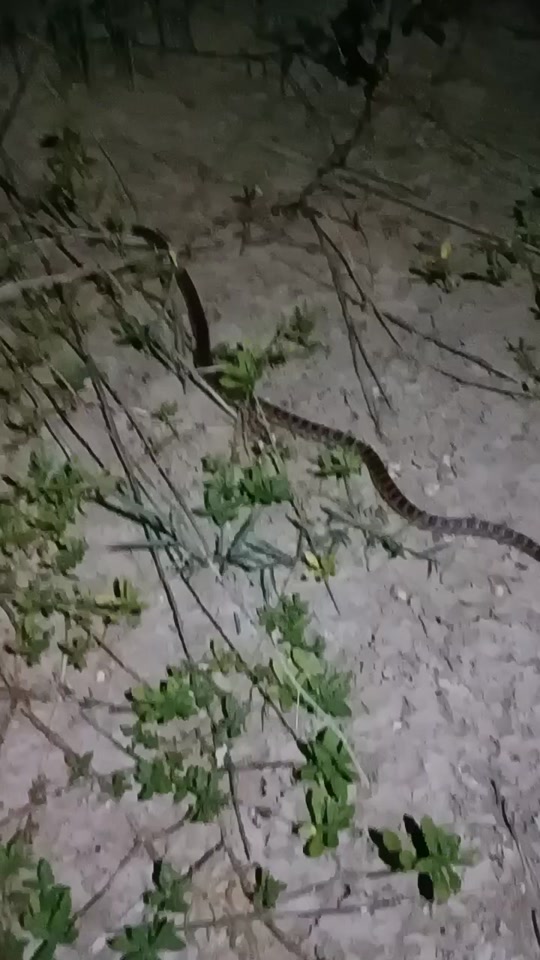 四川一带的烂草蛇学名叫什么