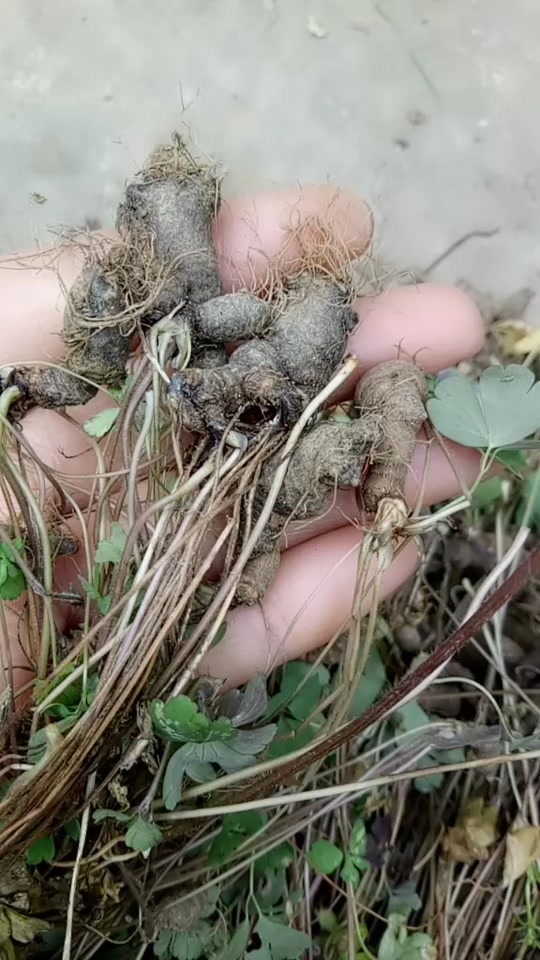 千年老鼠屎_千年老鼠屎功能与作用_千年老鼠屎中药名叫什么 - 抖音