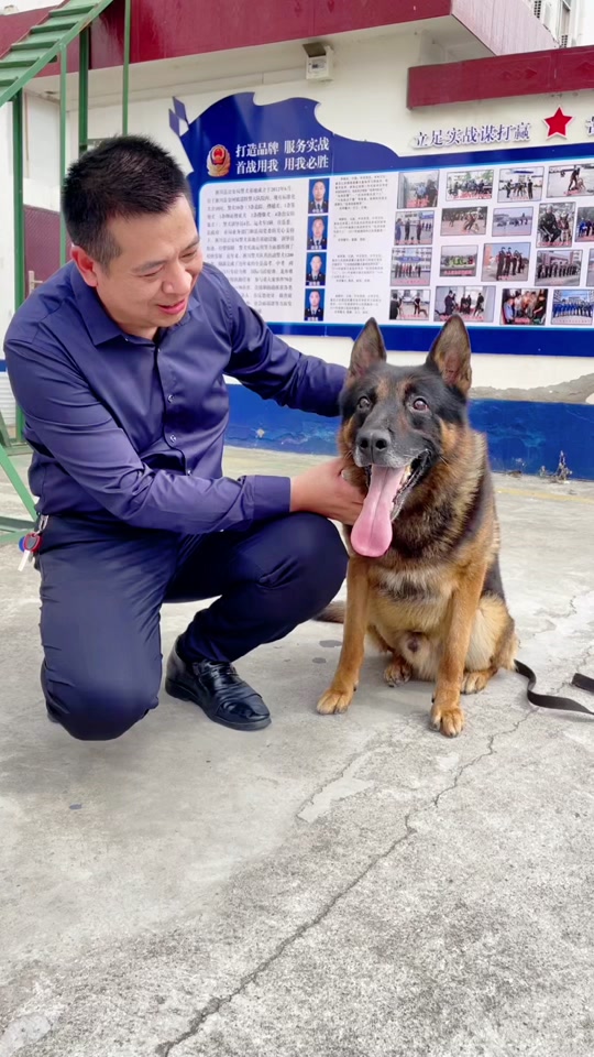 怎么领养退役警犬