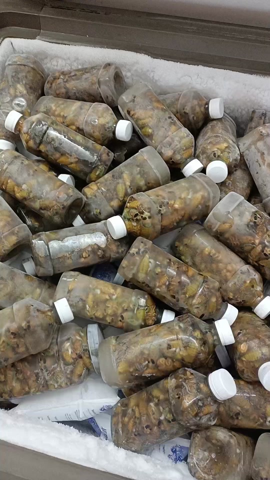 专打抗性白粉虱烟粉虱,虫子,抗性蓟马红蜘蛛,辣椒不坐果就用花果山!