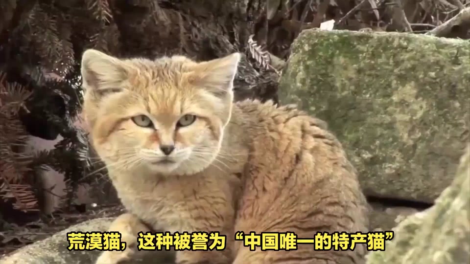 猫课堂笔记四年级大猫特点,小猫特点 - 抖音