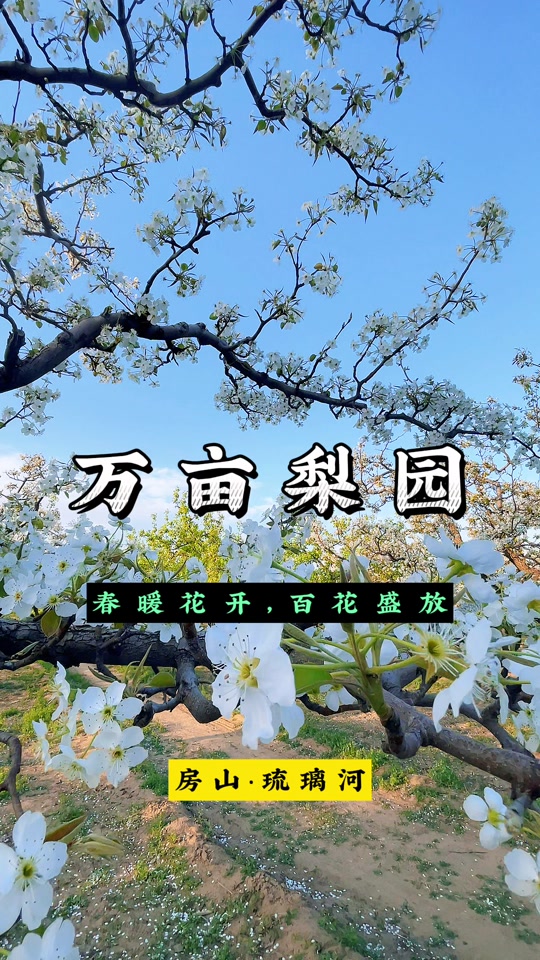 房山琉璃河镇梨花节什么时候结束 - 抖音