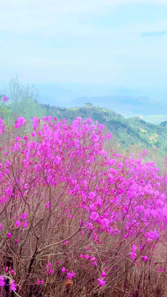 涞源石窝长城杜鹃花