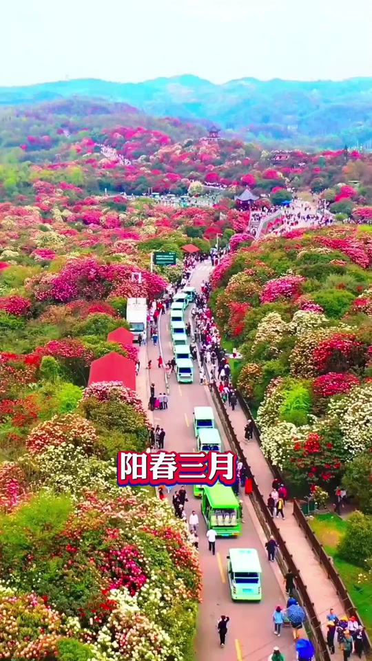 2024年恩洪杜鹃花开幕式举行多久 - 抖音