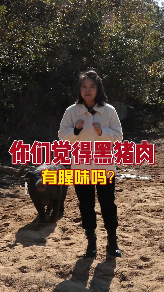 臻土彝家黑猪