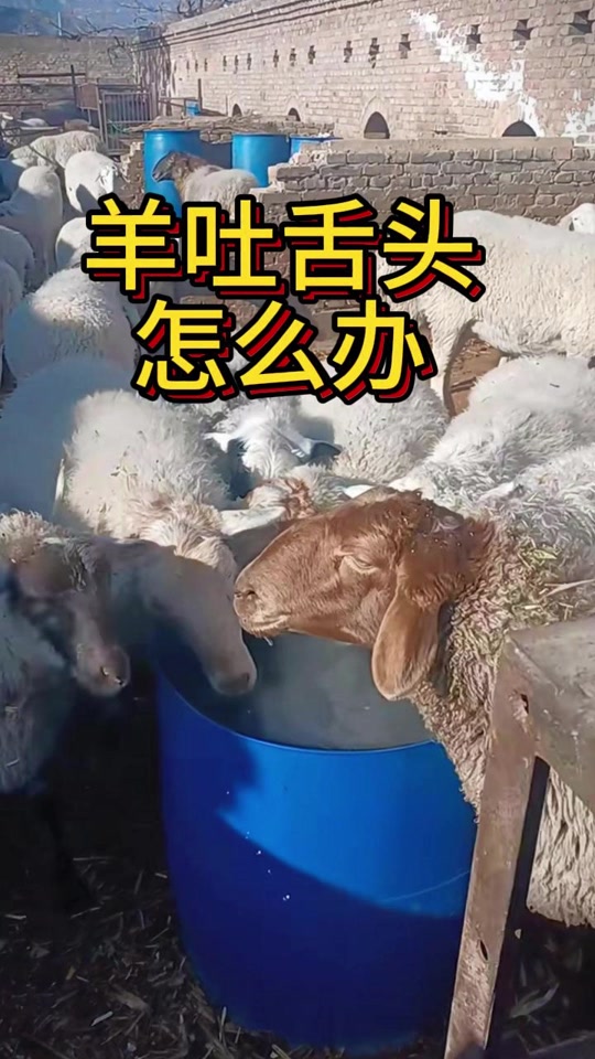 怎么获得单独的山羊吐舌头的模板 - 抖音