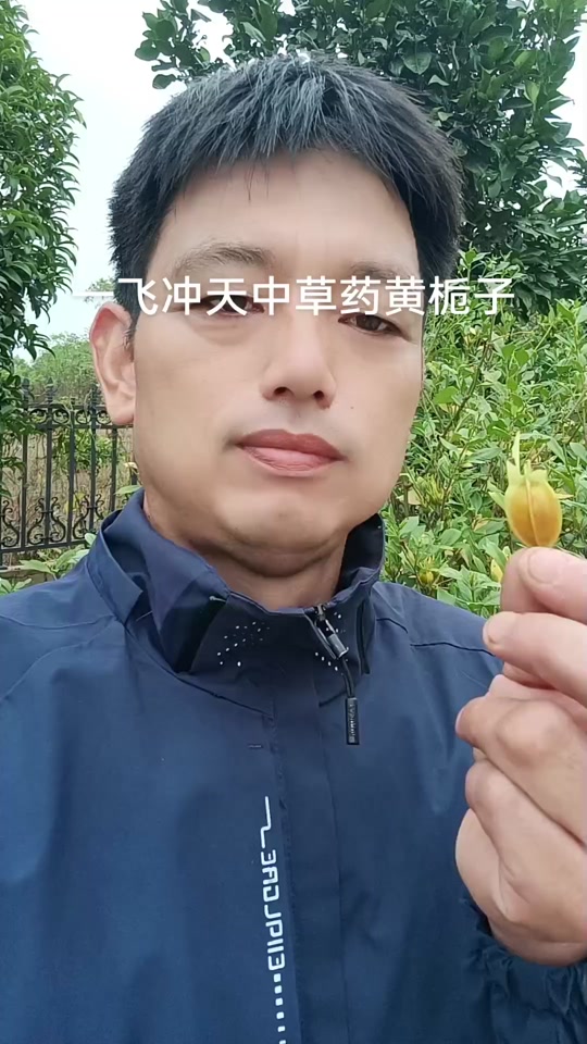 一飞冲天中草药黄栀子