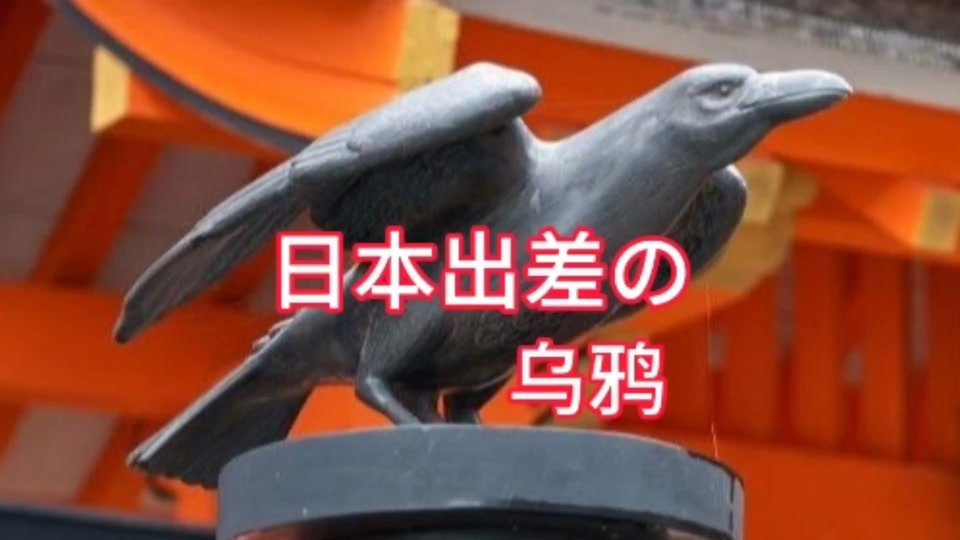 假乌鸦抖音=抖音里的乌鸦